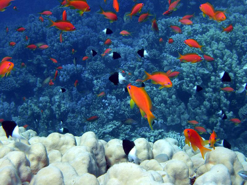 SAFAGA 07  2008 234.jpg